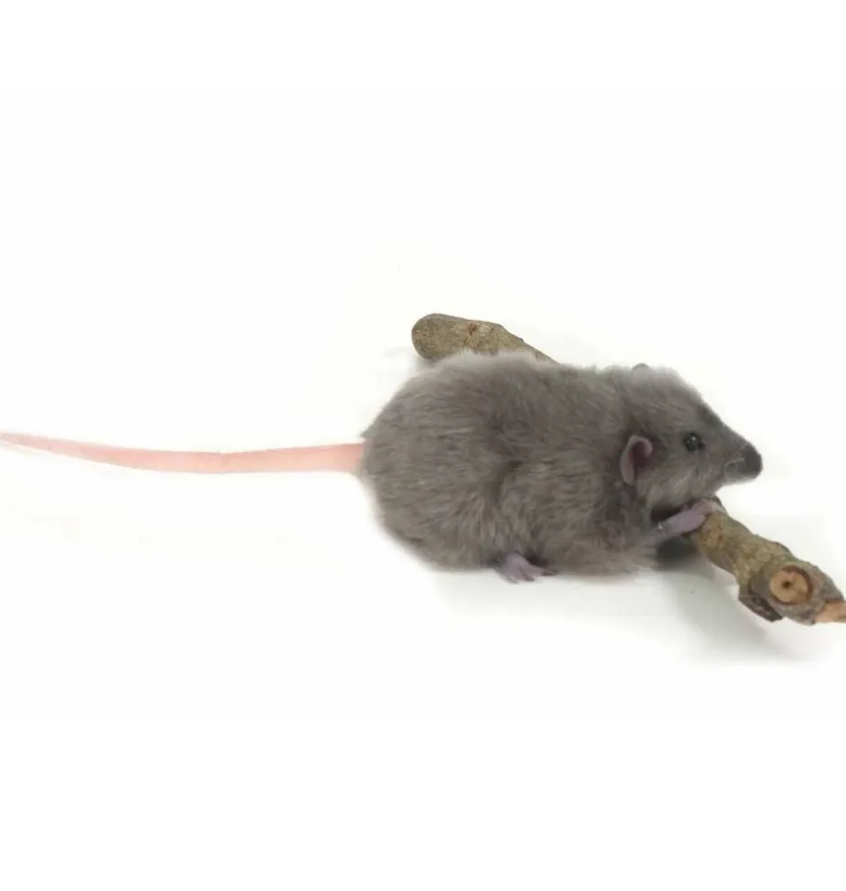 Hansa rat grijs