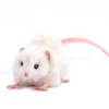 Witte Hansa knuffelrat